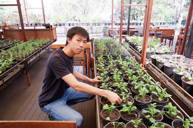 trồng rau và thảo mộc tại nhà hàng